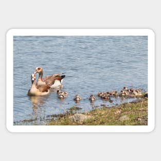 Goose Family Swimming in Kruger National Park, South Africa Sticker